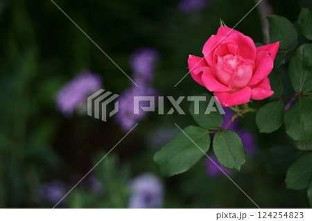 花の女王 124254823