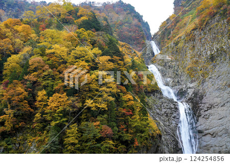 落差日本一。紅葉真っ盛りの称名滝 124254856