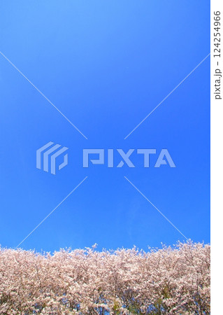 青空に映える満開の桜 青空に映える満開の桜 124254966