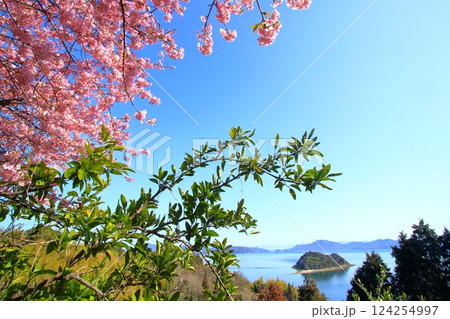 河津桜が咲く春の大芝島 河津桜が咲く春の大芝島 124254997