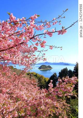 河津桜が咲く3月の大芝島 124254998