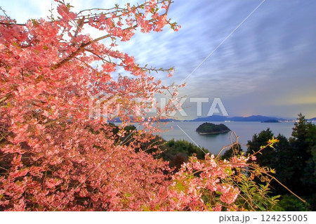 河津桜が咲く月夜の大芝島 124255005