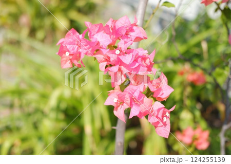 a cluster of pink bougainvillea flowers in full bloom 124255139