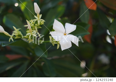 a delicate white flower with five slightly curved petals 124255140