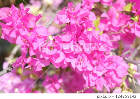 Vibrant Bougainvillea Flowers Blooming in the Garden 124255142