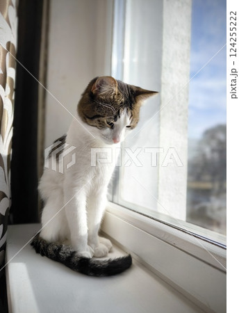 Cat is sitting on the window sill with his head down. Sad kitten looks out the window. 124255222