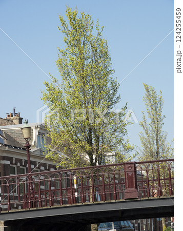 the city of Haarlem in the netherlands 124255459