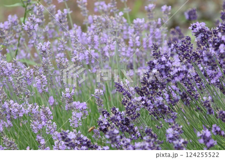 ラベンダー畑　ラベンダー　ふらの 124255522