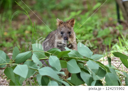 笑顔で葉を食べるクオッカ 笑顔で葉を食べるクオッカ 124255902