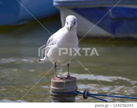 池の柵に留まる鳥 124256345
