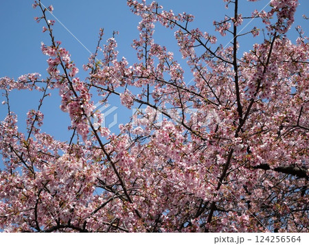 青空に映える満開の桜 青空に映える満開の桜 124256564
