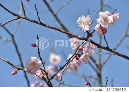 大本山随心院　小野梅園　快晴のはねず梅(京都市山科区) 124256610