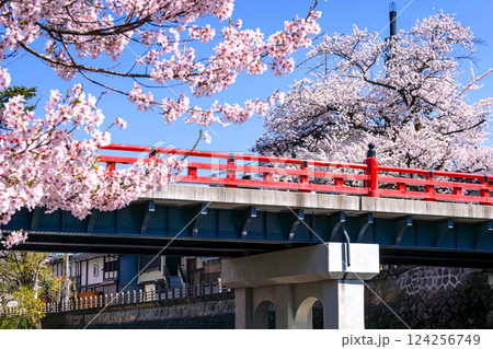 210411中橋桜g011 124256749
