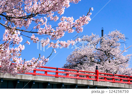 210411中橋桜g014 210411中橋桜g014 124256750