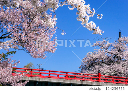 210411中橋桜g47 124256753