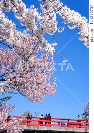 210411中橋桜g49 124256754