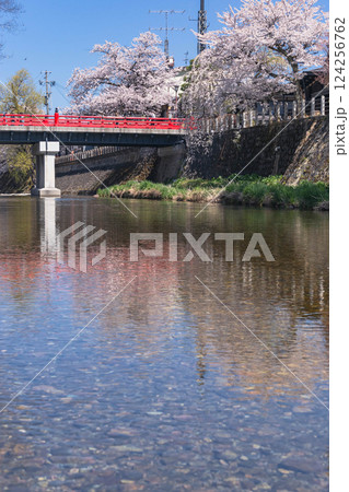 210411中橋桜g116 124256762