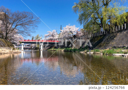 210411中橋桜z132 124256766