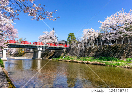 210411中橋桜z212 124256785