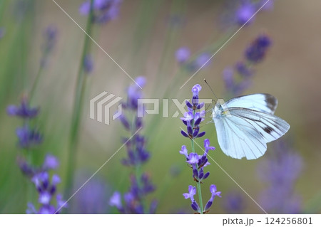 ラベンダーとモンシロチョウ ラベンダーとモンシロチョウ 124256801
