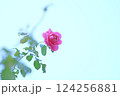青空に映えるピンクの薔薇 124256881