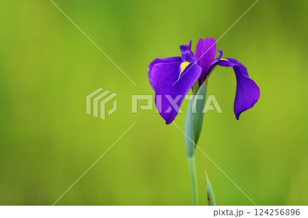 カキツバタ カキツバタ 124256896