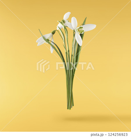 Beautiful Snowdrop flower falling in the air isolated on yellow background. 124256923