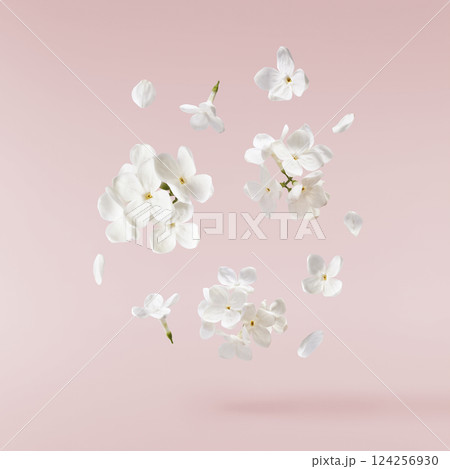Fresh lilac blossom, Beautiful white lilac flowers falling in the air isolated on pink background. Zero gravity or levitation spring flowers conception, high resolution image Fresh lilac blossom, Beautiful white lilac flowers falling in the air isolated on pink background. Zero gravity or levitation spring flowers conception, high resolution image 124256930