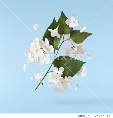 Fresh lilac blossom, Beautiful white lilac flowers falling in the air isolated on blue background. Zero gravity or levitation spring flowers conception, high resolution image 124256931