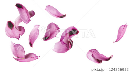 Beautiful Pink Suffruticosa Tree Peony petals falling in the air isolated on white background. High resolution, zero gravity or levitation concept. 124256932