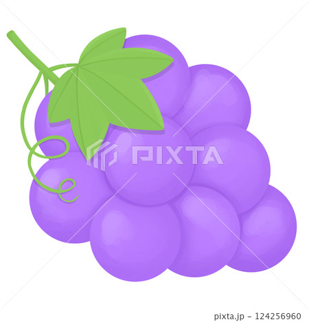 Purple grapes fruit illustration 124256960