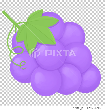 Purple grapes fruit illustration 124256960