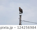 電信柱に止まるオジロワシ 124256984