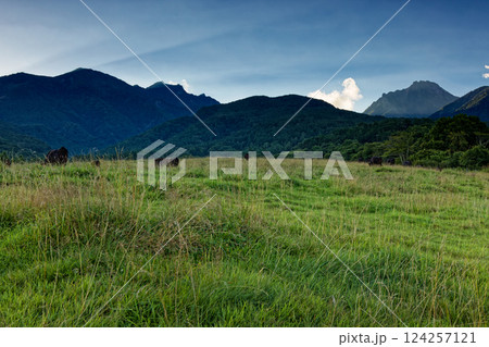 夏の八ヶ岳牧場から見る八ヶ岳連峰・赤岳 夏の八ヶ岳牧場から見る八ヶ岳連峰・赤岳 124257121