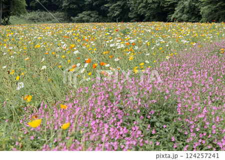 ポピー畑の風景 124257241