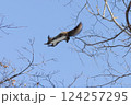 枝から枝へ飛び移るエゾリス 124257295