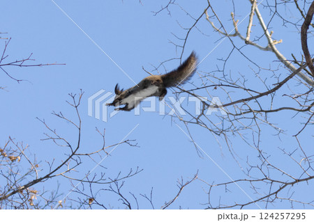 枝から枝へ飛び移るエゾリス 124257295