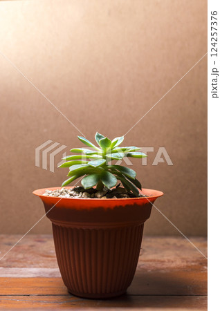 cactus plant in pot on green background, cute natural cactus isolated on green background. 124257376