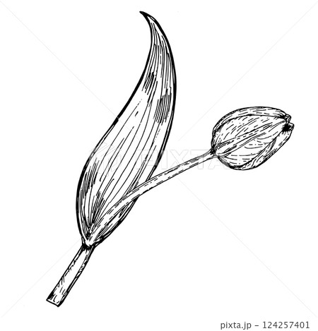Single hand drawn tulip bud with a long curved leaf, ink illustration in black and white. Suitable for gardening themes, botanical books, flower market visuals, seasonal prints, and eco-friendly Single hand drawn tulip bud with a long curved leaf, ink illustration in black and white. Suitable for gardening themes, botanical books, flower market visuals, seasonal prints, and eco-friendly 124257401