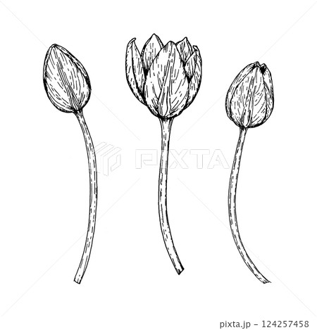 Hand drawn tulip buds in ink style, isolated on white. Floral sketch suitable for spring festival promotions, gardening materials, flower market branding, educational projects and botanical themes. 124257458