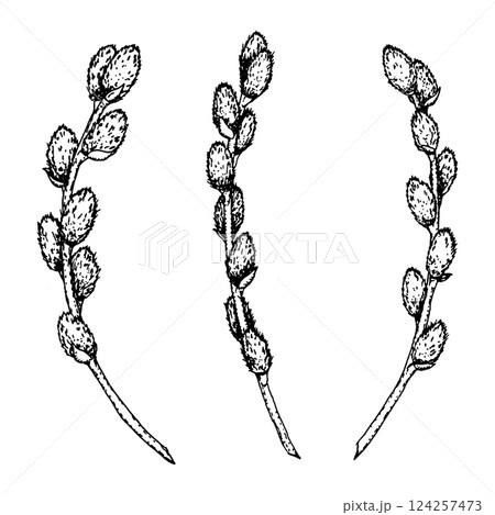 Black and white ink drawing of three pussy willow branches. Hand-drawn spring botanical illustration for seasonal cards, invitations, packaging, nature-themed designs, religious celebration materials. 124257473