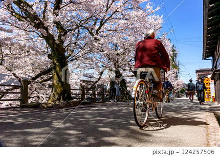 210411中橋桜z406 124257506