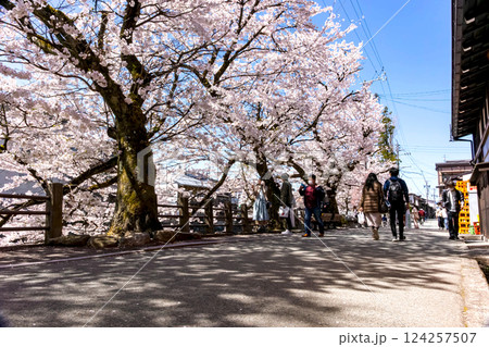 210411中橋桜z413 210411中橋桜z413 124257507