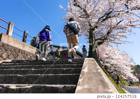 210411中橋桜z498 124257518