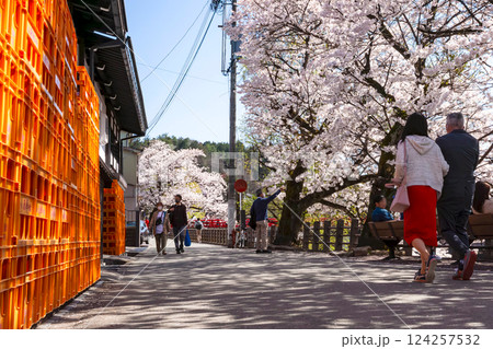 210411中橋桜z600 210411中橋桜z600 124257532