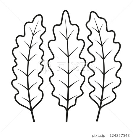 arugula leaves in contour arugula leaves in contour 124257548