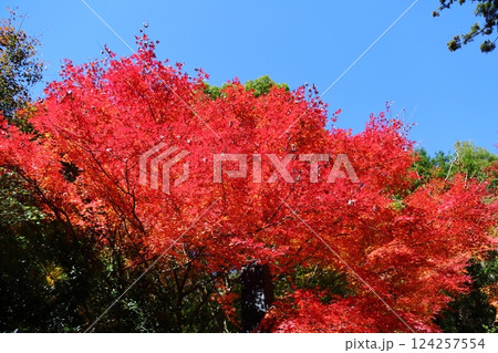 楊谷寺　柳谷観音の紅葉 124257554