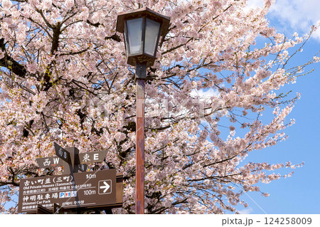 200427中橋桜z072 200427中橋桜z072 124258009
