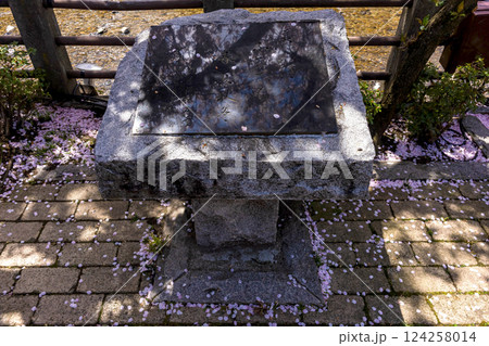 200427中橋桜z085 124258014