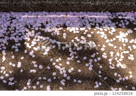 200427中橋桜z096 124258019